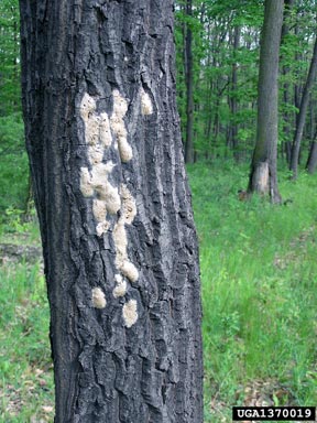 gypsy moth (Lymantria dispar ) on oak (Quercus spp. ) - 1370019
