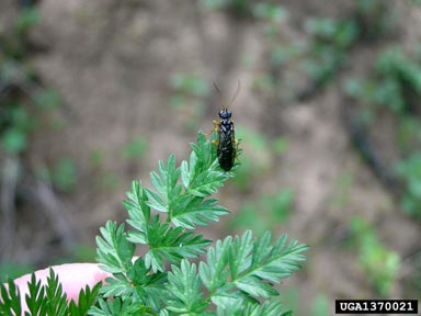 common sawfly, Pristiphora laricis  (Hymenoptera: Tenthredinidae) - 1370021