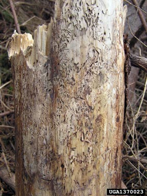 small spruce bark beetle (Polygraphus poligraphus ) on Norway spruce (Picea abies ) - 1370023
