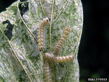 fall webworm (Hyphantria cunea ) on mulberry (Morus spp. ) - 1370053