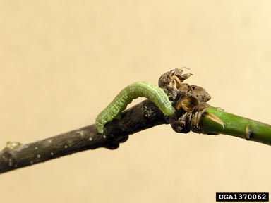 winter moth (Operophtera brumata ) on oak (Quercus spp. ) - 1370062