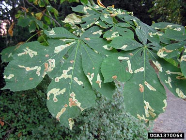 horse chestnut leafminer (Cameraria ohridella ) on common horse chestnut (Aesculus hippocastanum ) - 1370064