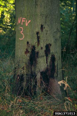 Phytophthora root and crown rot (Phytophthora cambivora ) on European beech (Fagus sylvatica ) - 1371013