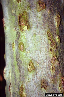 Neonectria cankers (Neonectria spp. ) on European beech (Fagus sylvatica ) - 1371025