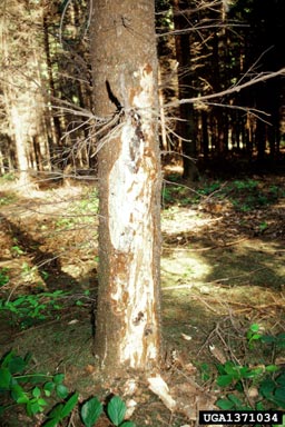 Armillaria root rot (Armillaria solidipes ) on Norway spruce (Picea abies ) - 1371034