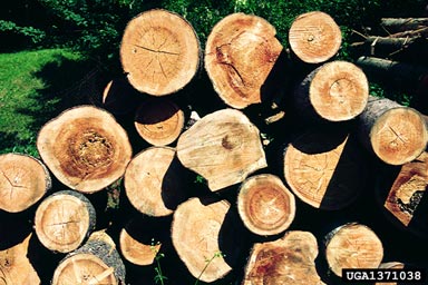 annosum root disease (Heterobasidion annosum ) on Norway spruce (Picea abies ) - 1371038