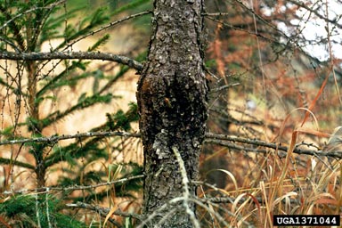European larch canker (Lachnellula willkommii ) on European larch (Larix decidua ) - 1371044