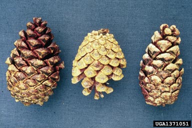 Diplodia blight (Sphaeropsis sapinea ) on Austrian pine (Pinus nigra ) - 1371051