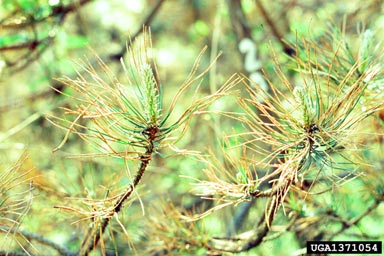 Dothistroma needle blight (Mycosphaerella pini ) on Austrian pine (Pinus nigra ) - 1371054