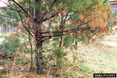 white pine blister rust (Cronartium ribicola ) on eastern white pine (Pinus strobus ) - 1371057