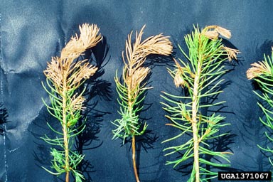 gray mold (Botrytis cinerea ) on Norway spruce (Picea abies ) - 1371067