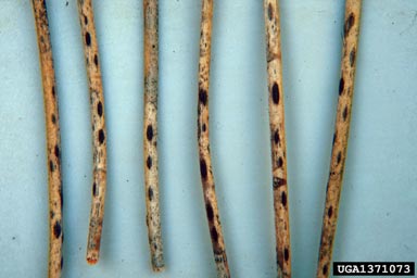 pine needle cast (Lophodermium pinastri ) on Scots pine (Pinus sylvestris ) - 1371073