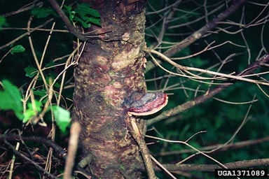red-belted fungus (Fomitopsis pinicola ) on Douglas-fir (Pseudotsuga menziesii ) - 1371089
