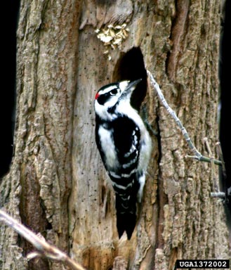 downy woodpecker, Picoides pubescens  (Piciformes: Picidae) - 1372002