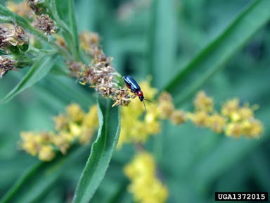 cereal leaf beetle, Oulema melanopus  (Coleoptera: Chrysomelidae) - 1372015