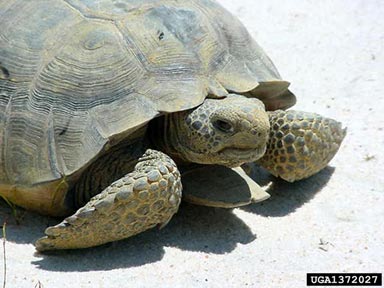 gopher tortoise, Gopherus polyphemus  (Testudines: Testudinidae) - 1372027