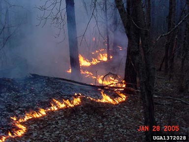 fire,    - 1372028