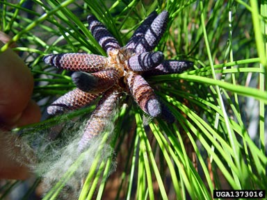 slash pine, Pinus elliottii  (Pinales: Pinaceae) - 1373016