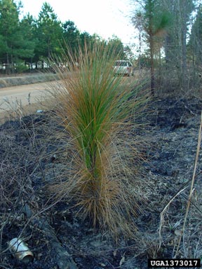 longleaf pine, Pinus palustris  (Pinales: Pinaceae) - 1373017