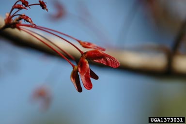 red maple, Acer rubrum  (Sapindales: Aceraceae) - 1373031