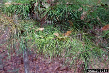 spruce pine, Pinus glabra  (Pinales: Pinaceae) - 1373037