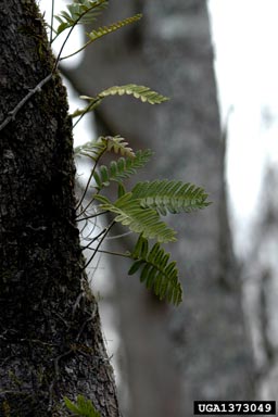 resurrection fern, Pleopeltis polypodioides  (Polypodiales: Polypodiaceae) - 1373049