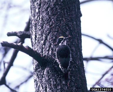 black-backed woodpecker, Picoides arcticus  (Piciformes: Picidae) - 1374010