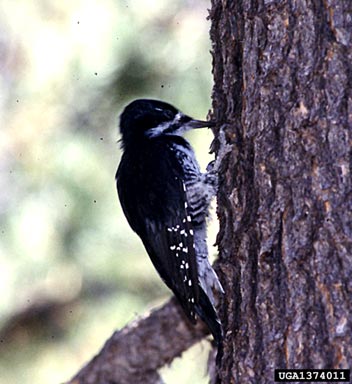 black-backed woodpecker, Picoides arcticus  (Piciformes: Picidae) - 1374011