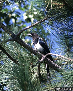 black-billed magpie, Pica pica  (Passeriformes: Corvidae) - 1374012
