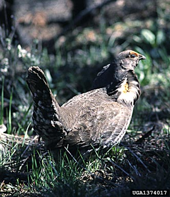blue grouse, Dendragapus obscurus  (Galliformes: Phasianidae) - 1374017