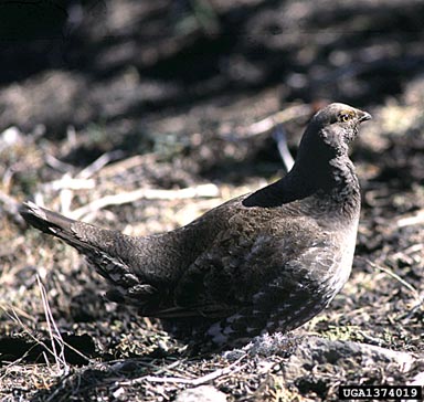 blue grouse, Dendragapus obscurus  (Galliformes: Phasianidae) - 1374019