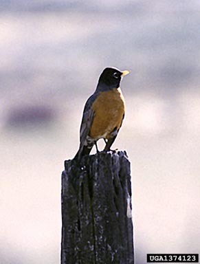 American robin, Turdus migratorius  (Passeriformes: Turdidae) - 1374123