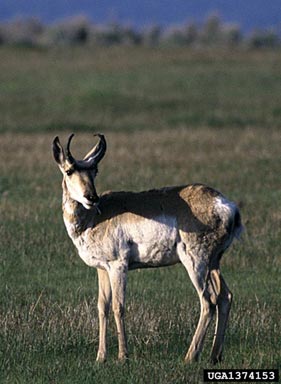 pronghorn antelope, Antilocapra americana  (Artiodactyla: Antilocapridae) - 1374153