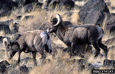 bighorn sheep, Ovis canadensis  (Artiodactyla: Bovidae) - 1374193
