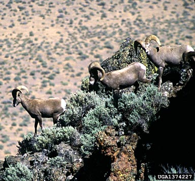 bighorn sheep, Ovis canadensis  (Artiodactyla: Bovidae) - 1374227