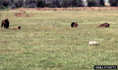 American bison, Bison bison  (Artiodactyla: Bovidae) - 1374271
