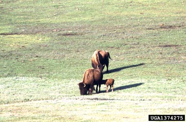 American bison, Bison bison  (Artiodactyla: Bovidae) - 1374275