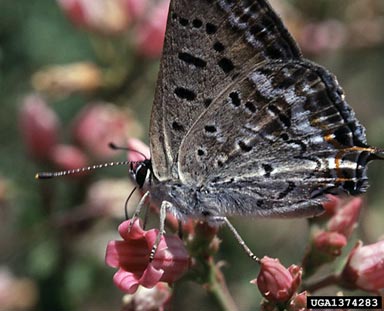 Tailed Copper, Lycaena arota  (Lepidoptera: Lycaenidae) - 1374283