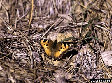 California tortoiseshell, Nymphalis californica  (Lepidoptera: Nymphalidae) - 1374286