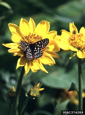 butterflies, moths or skippers, Lepidoptera (Order)   (Lepidoptera: No Family Selected (Lepidoptera)) - 1374289