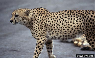 cheetah, Acinonyx jubatus  (Carnivora: Felidae) - 1374296