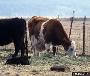 cattle, Bos spp.  (Artiodactyla: Bovidae) - 1374313