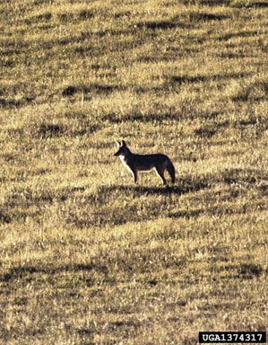coyote, Canis latrans  (Carnivora: Canidae) - 1374317