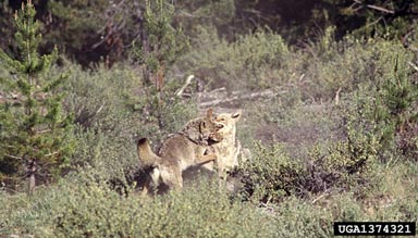 coyote, Canis latrans  (Carnivora: Canidae) - 1374321