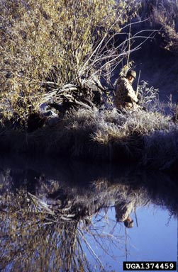 hunting on ducks, geese, swans (  ) - 1374459