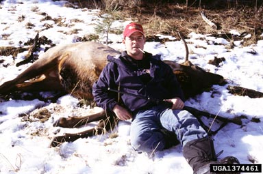 hunting on elk (Cervus canadensis ) - 1374461