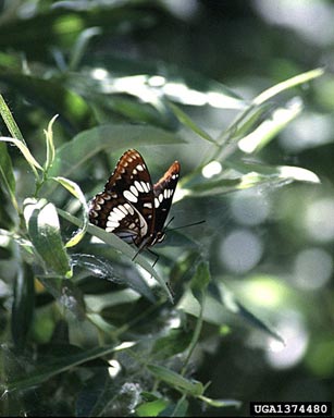 Lorquin's Admiral, Limenitis lorquini lorquini (Lepidoptera: Nymphalidae) - 1374480