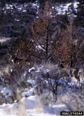 mule deer, Odocoileus hemionus  (Artiodactyla: Cervidae) - 1374544