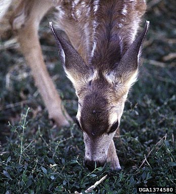 mule deer, Odocoileus hemionus  (Artiodactyla: Cervidae) - 1374580