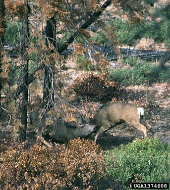 mule deer, Odocoileus hemionus  (Artiodactyla: Cervidae) - 1374608